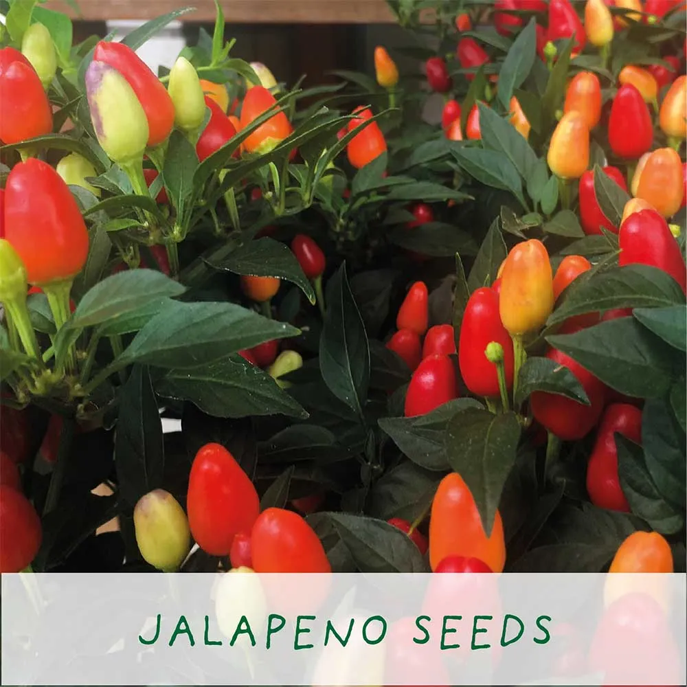 Number One Dad Chilli Growing Kit by The Plant Gift Co.